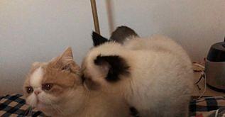 猫与猫咪之间打架会流血受伤吗,猫咪之间老是打架怎么办