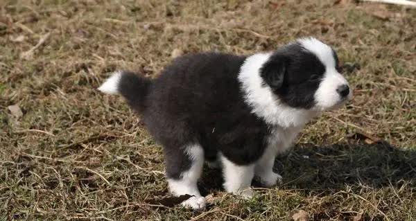 狗狗淋雨后生病的症状,狗狗生病会有哪些症状