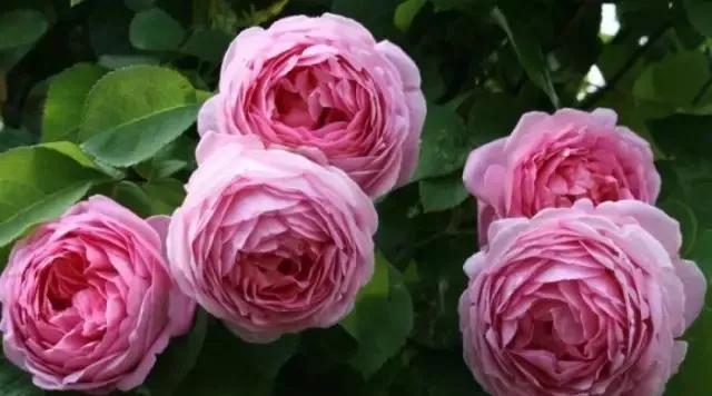 每天一点鲜花小知识,每天学习一点点科普知识