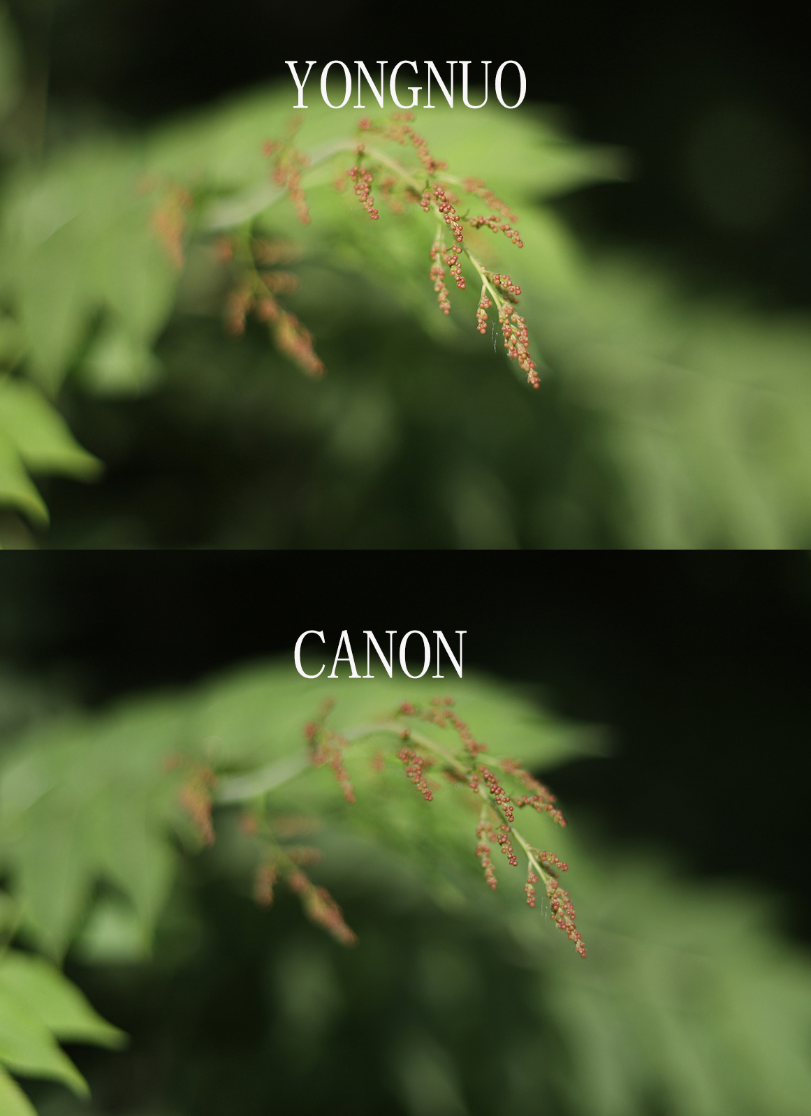 永诺yn50mmf1.8ii二代佳能550d,永诺yn50mmf1.8s索尼镜头是全画幅吗