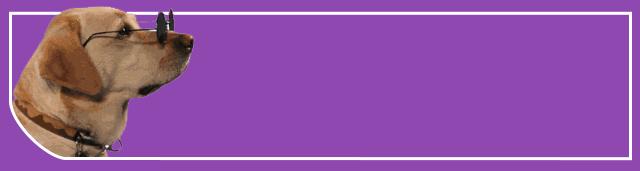 什么体型的约克夏好养,约克夏幼犬吃什么长得快