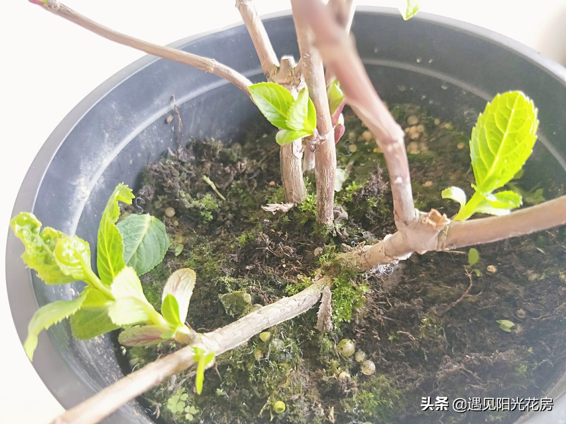 花盆里的苔藓用什么方法去除,室内盆栽铺苔藓对植物有好处吗