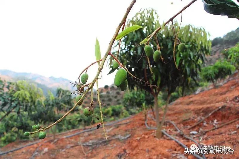 弥勒千亩西瓜熟了！黄心瓜、红心瓜、小香瓜…你喜欢哪种？