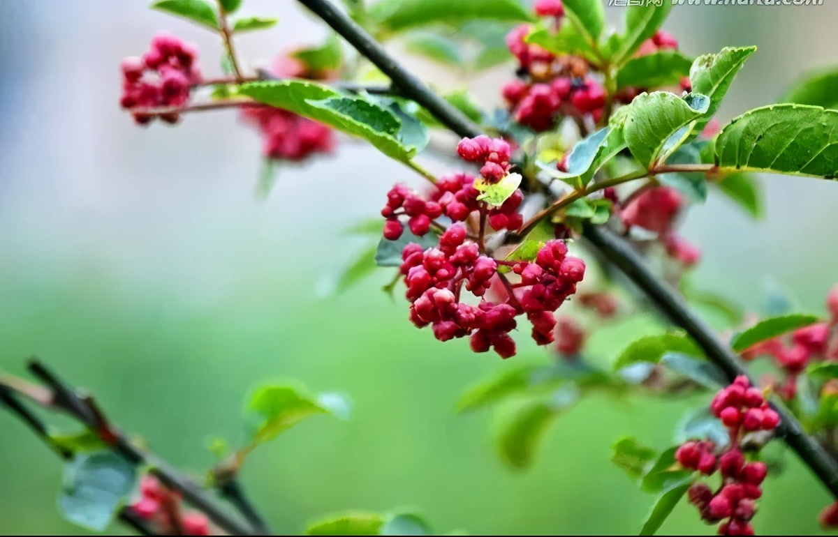 农村种植低成本创业项目,适合农村种植的创业项目有哪些呢