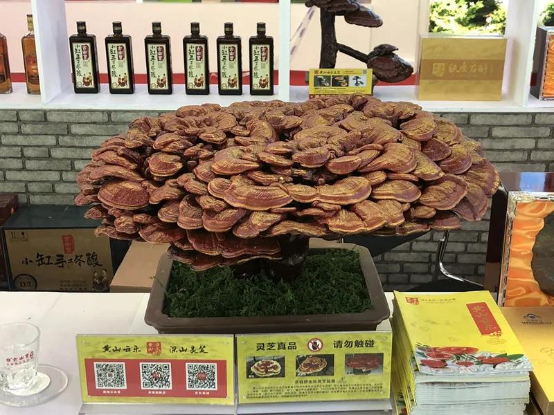 合肥农交会2023,合肥农交会的东西怎么样