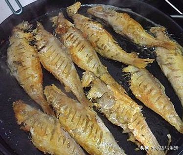 为什么原生鱼比热带鱼贵 (十大适合懒人养的国产原生鱼)