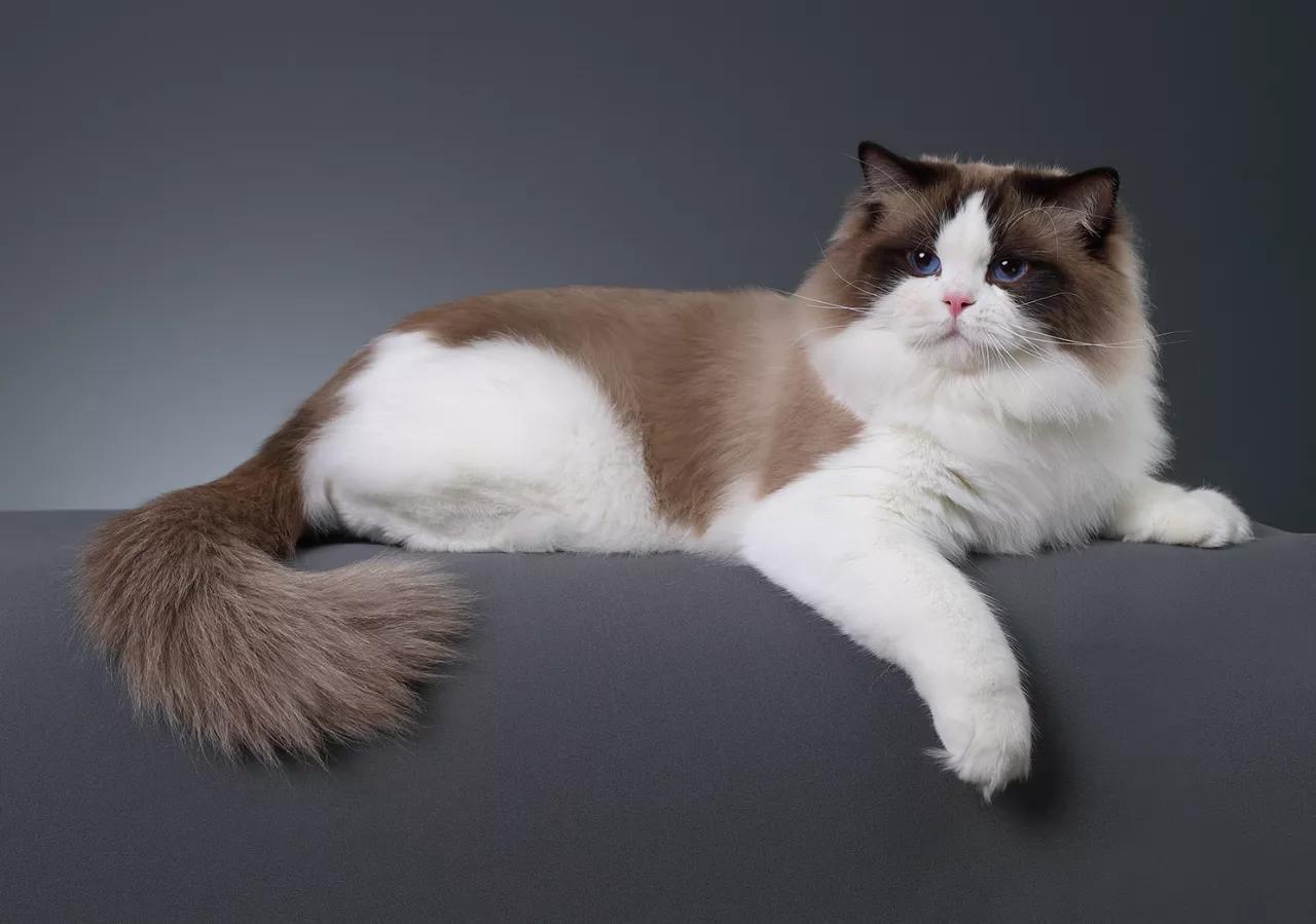 猫舍如何处理猫毛,猫舍买到猫鼻支不退款怎么办