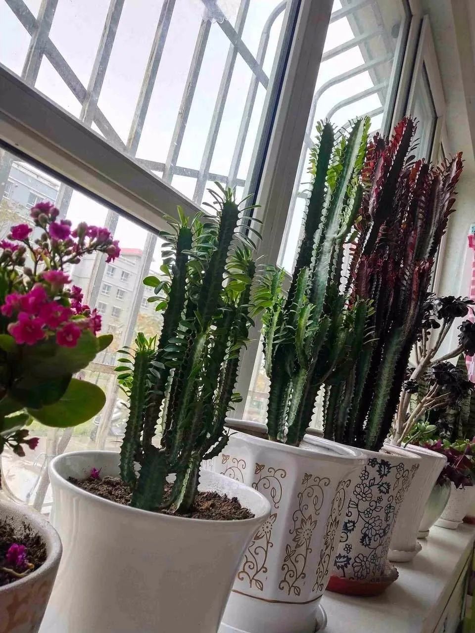 养花镇宅,养花知识大全什么植物能镇宅