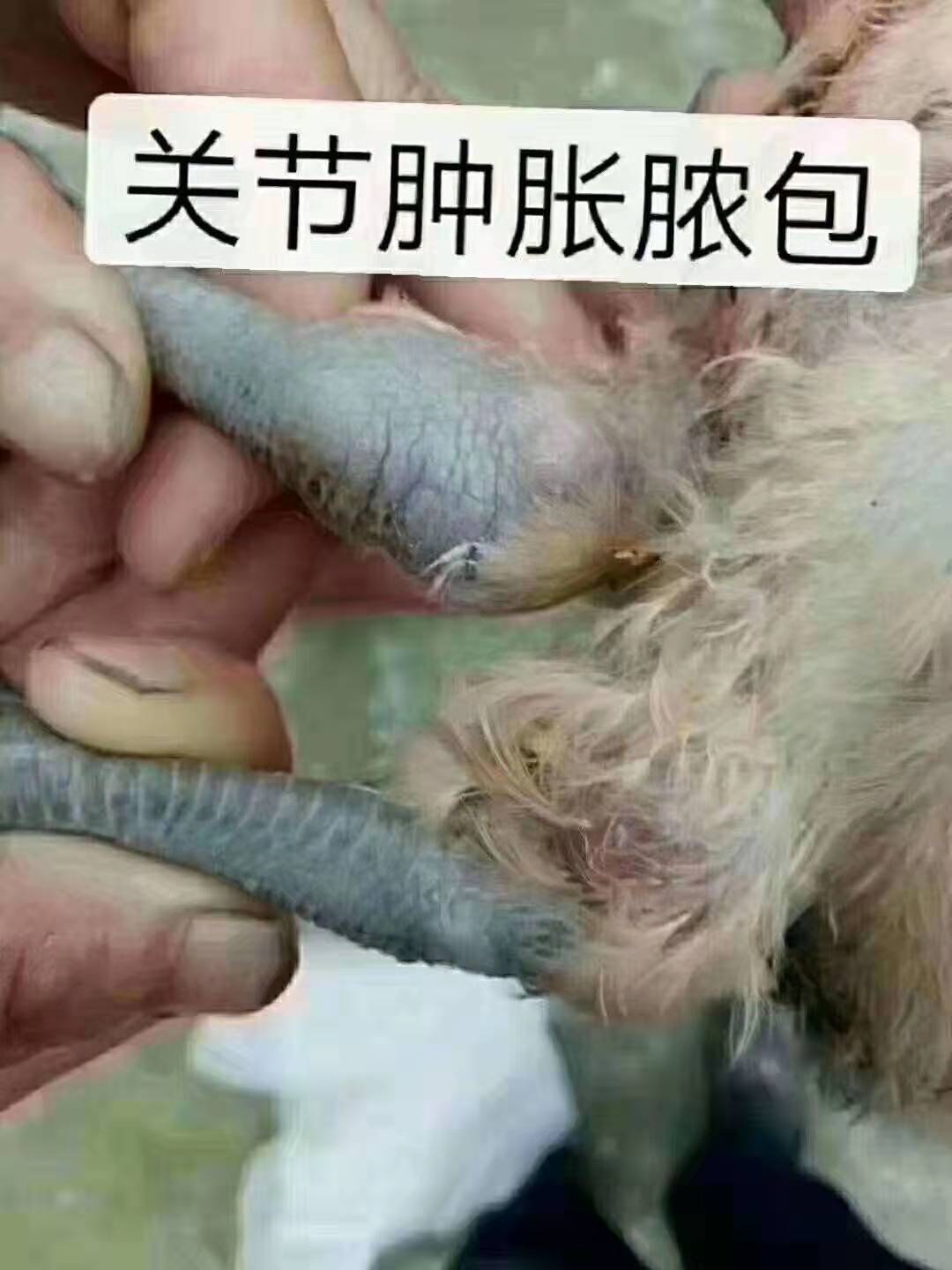 滑液囊支原一招解决，从此没烦恼