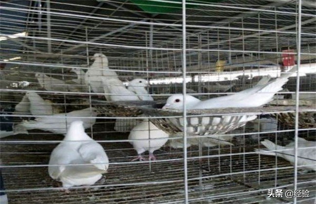 鸽子品种大全,鸽子养殖技术视频播放