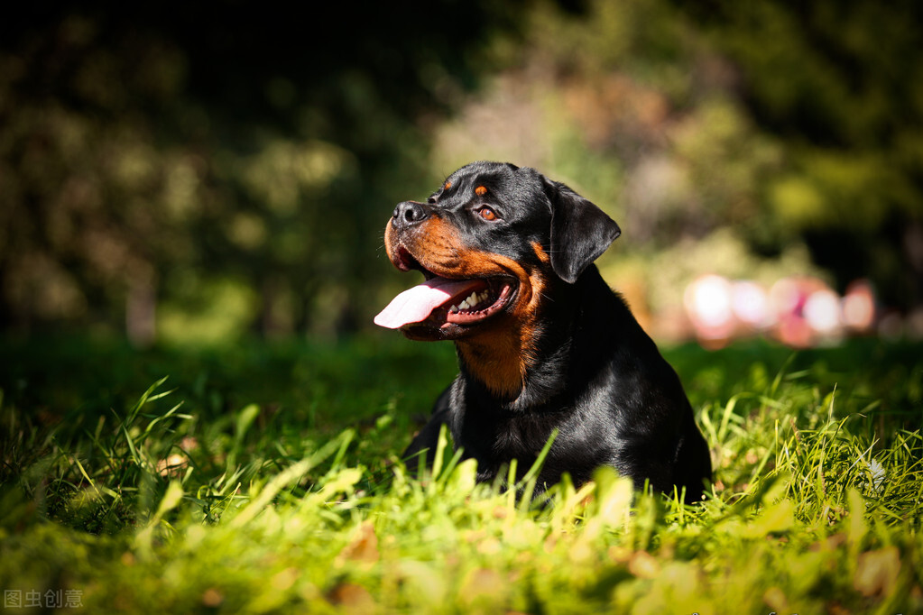 罗威纳狗粮什么牌子性价比高,罗威纳狗粮推荐2021