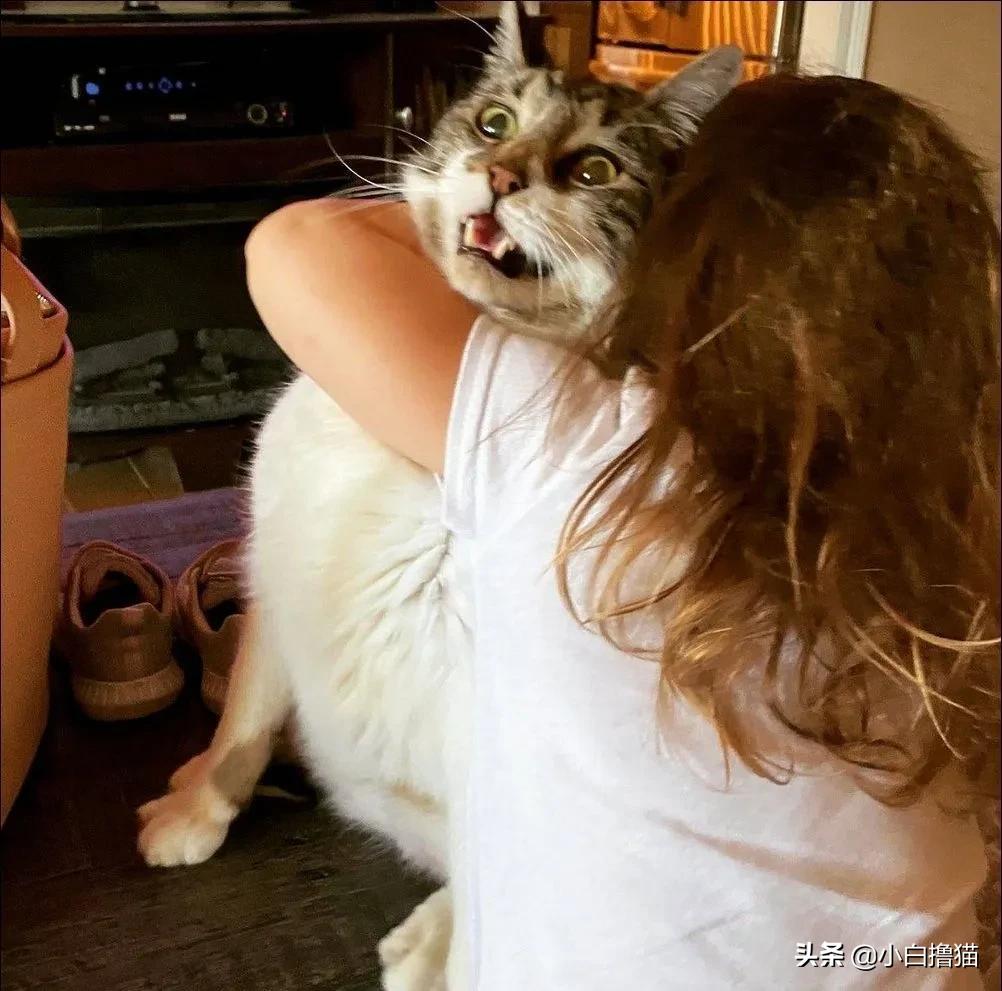 不要随便亲猫的后果,强行亲猫