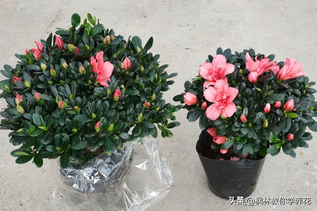 十种最难养的花排名,最难养的花卉排行榜