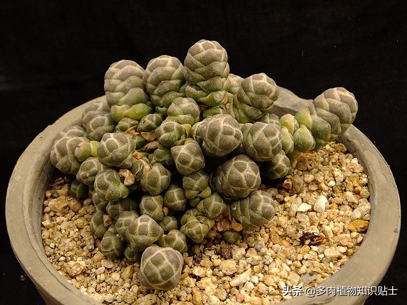 青锁龙属多肉养殖方法,青锁龙的养殖方法和注意事项