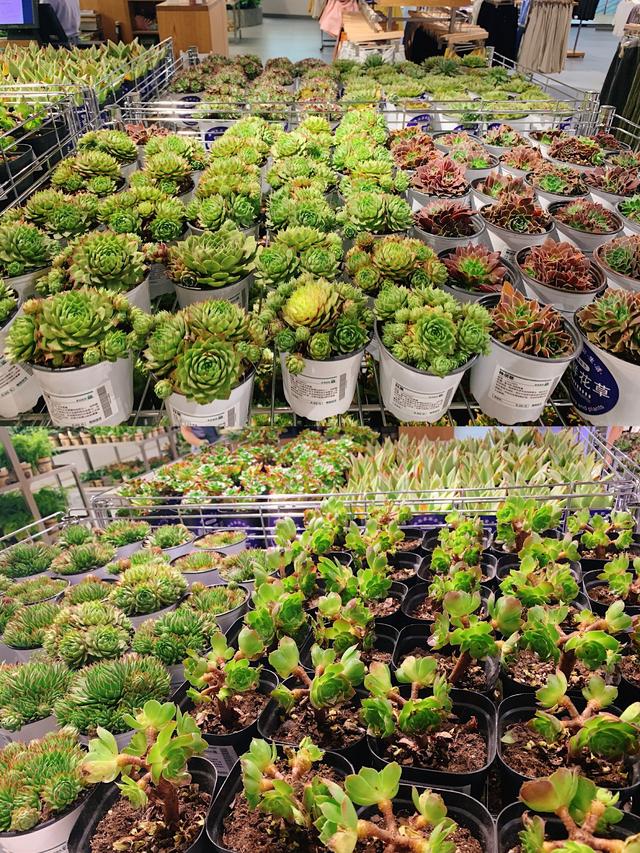 成都拍照好看的平价店,成都必去十大景点排名榜