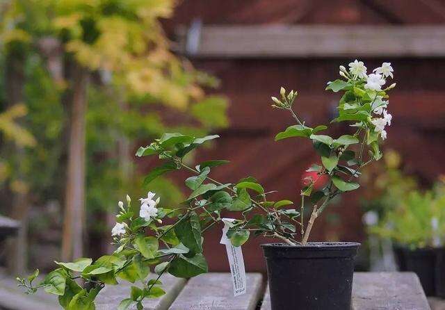 茉莉花过冬的最佳方法,茉莉花过冬枝芽全部枯萎后怎么办