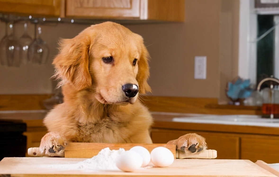 别给狗狗做这7件蠢事,这7件事会让狗狗难过