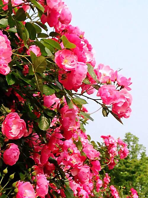 和平月季的价格,和平月季优缺点