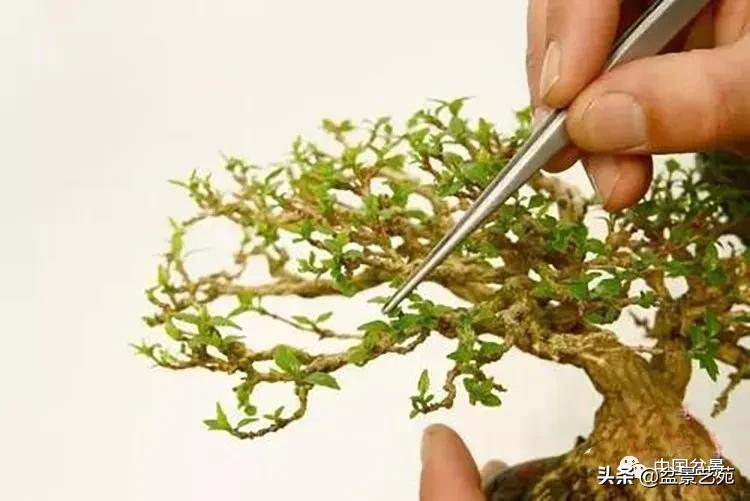 金银花盆景的修剪方法,盆景的修剪知识与技法