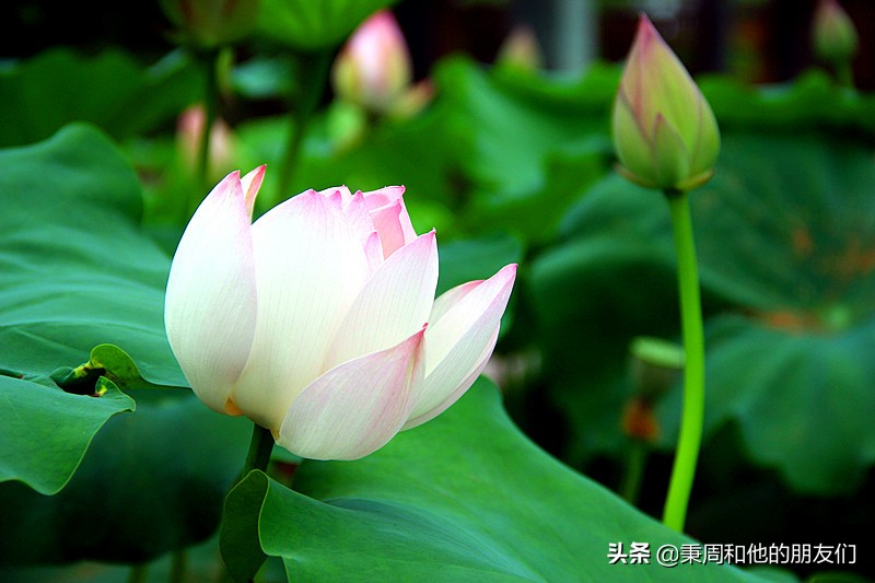 绉夊懆,绉夊懆鍜屼粬鐨勬湅鍙嬩滑