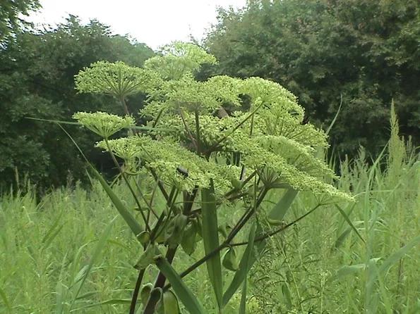 十种动植物名称及特征,动植物植物知识科普大全