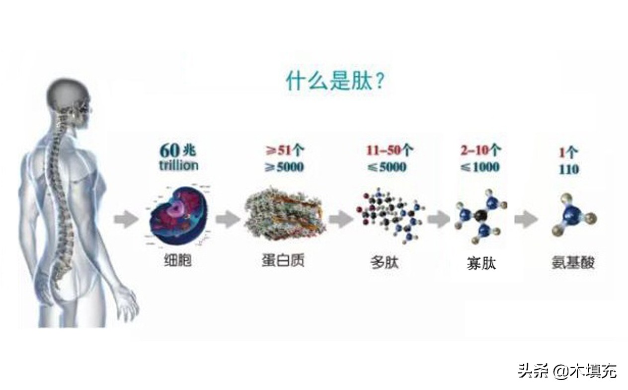 吉林胶原蛋白肽科普,燕窝胶原蛋白肽知识科普