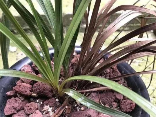 养兰花根腐,夏天兰花预防茎腐和软腐用什么药