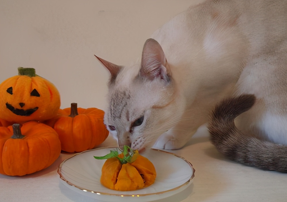 猫咪除了吃猫粮还能吃什么食物,猫咪除了吃猫粮其他能吃什么食物