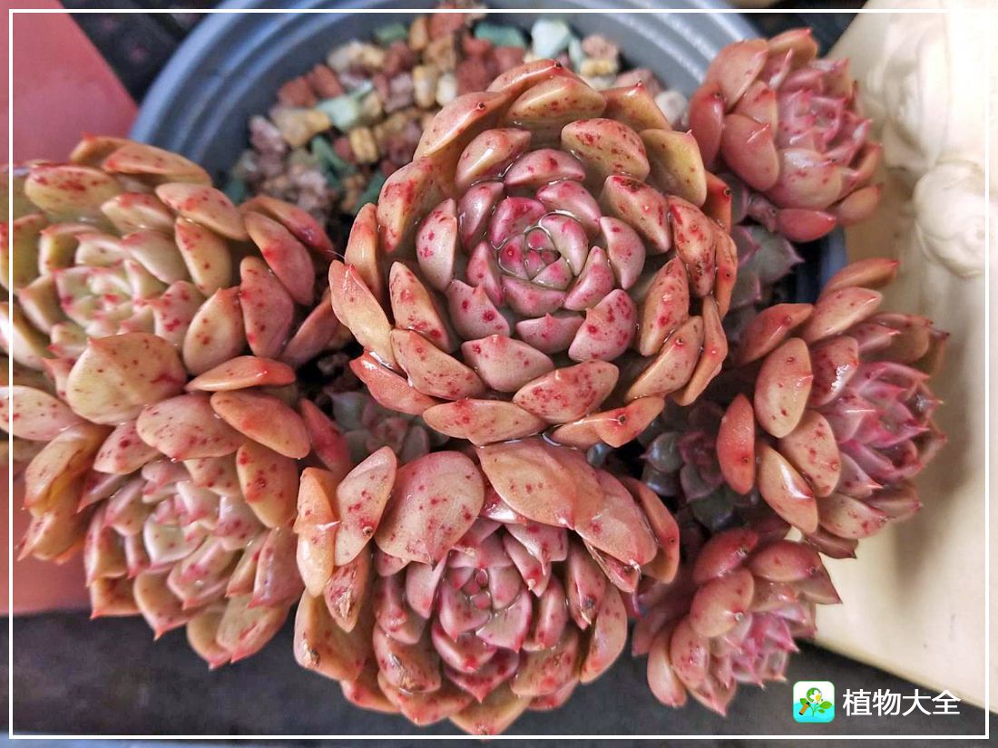 艾格尼亚多肉植物,多肉植物奥利维亚