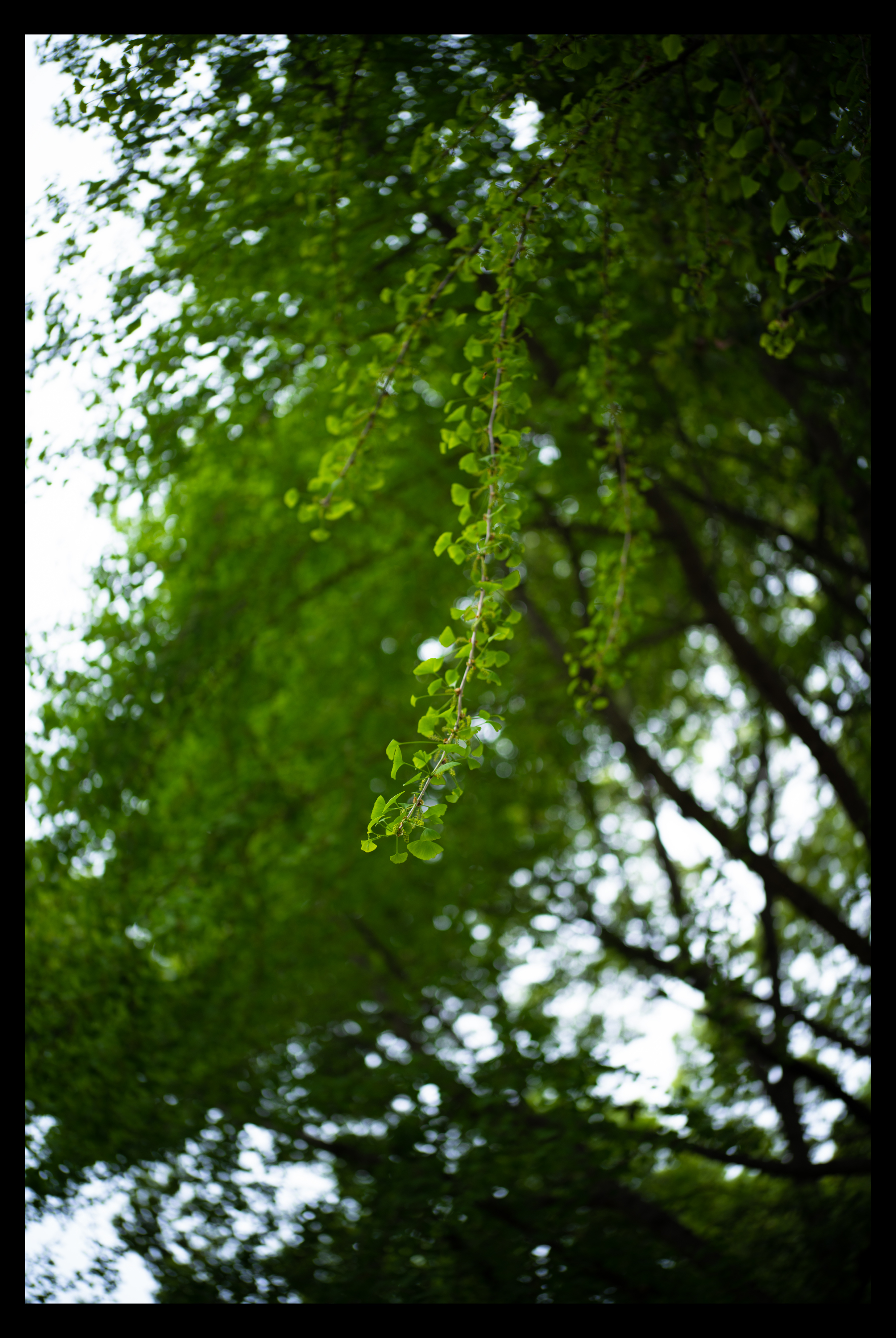 福伦达35mm1.5镜头好不好,福伦达35f2镜头评测