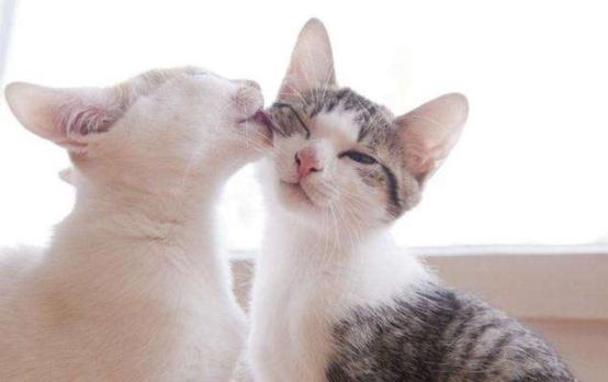 猫毛会被吸入婴儿鼻子,猫毛会入肺的新闻