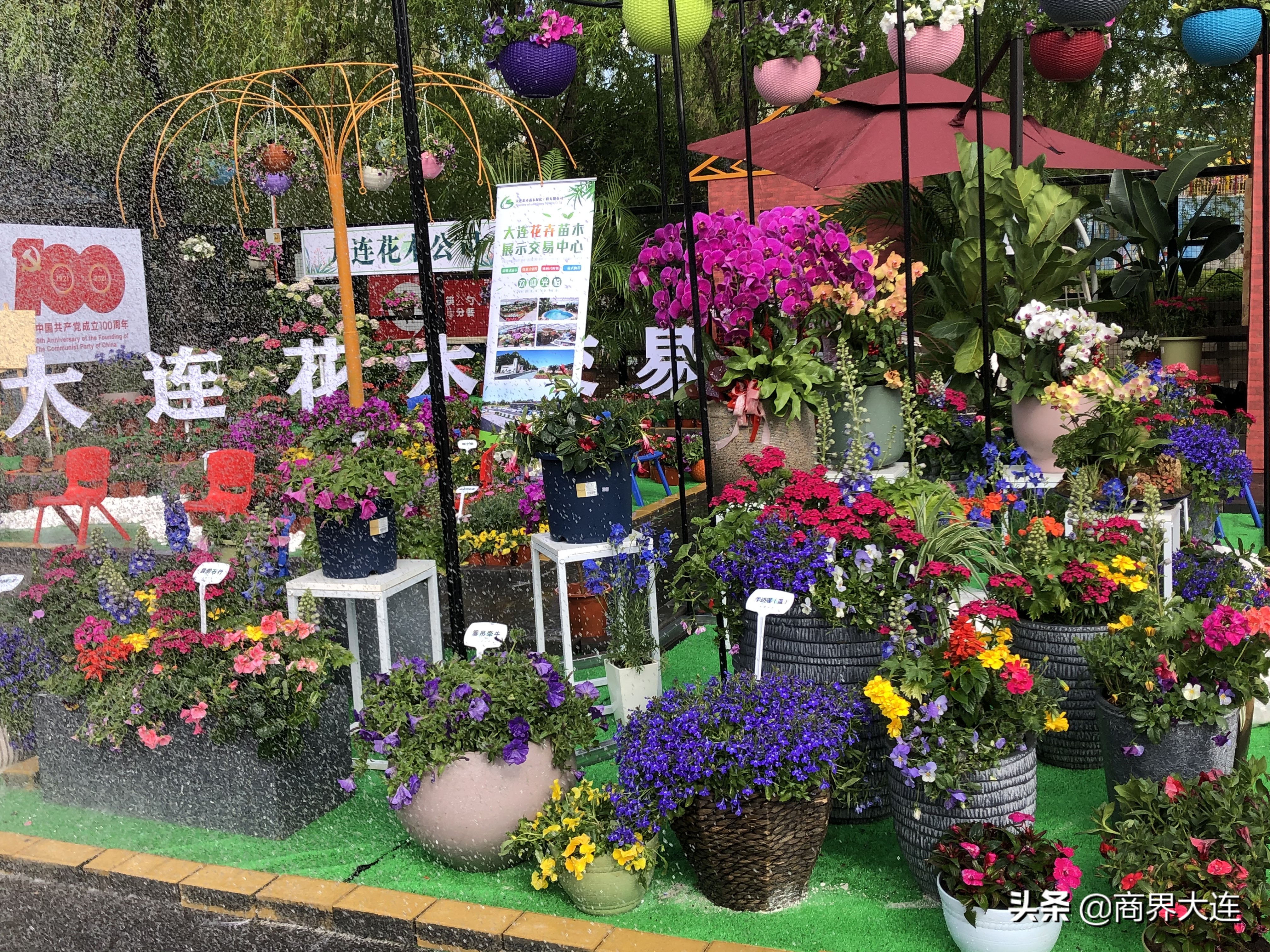 大连花卉展览会在哪里,大连花木公司直播