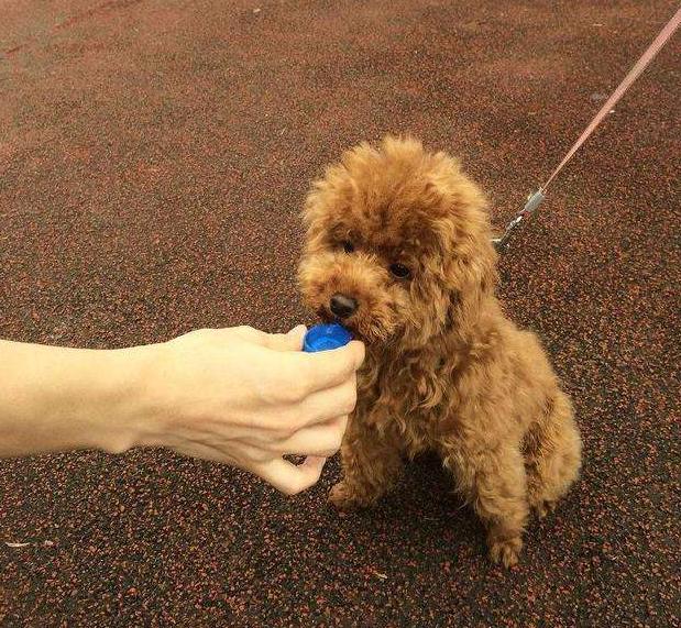 泰迪喝水总是呛到,泰迪喝水多尿多是什么病