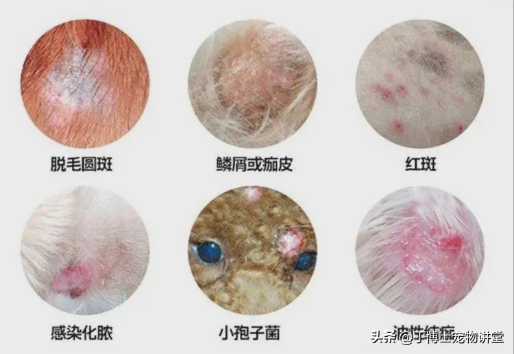 人犬共患疾病症状,人感染猫癣的初期症状怎么治疗