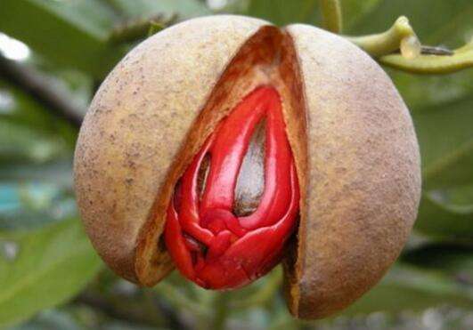 杜牧用豆蔻比喻少女,杜牧为什么用豆蔻形容少女