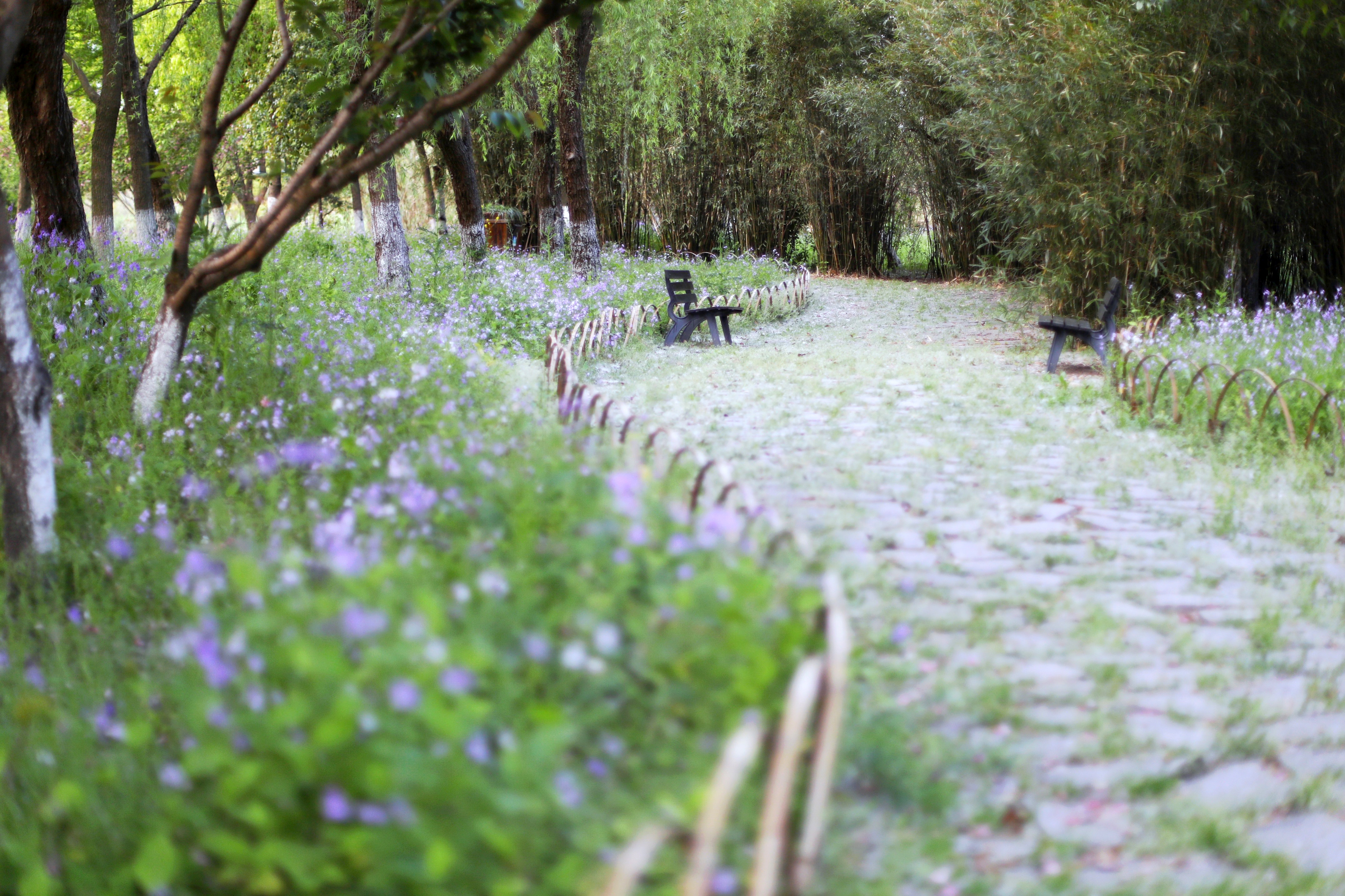 常熟水上花田旅游攻略,常熟水上游玩攻略