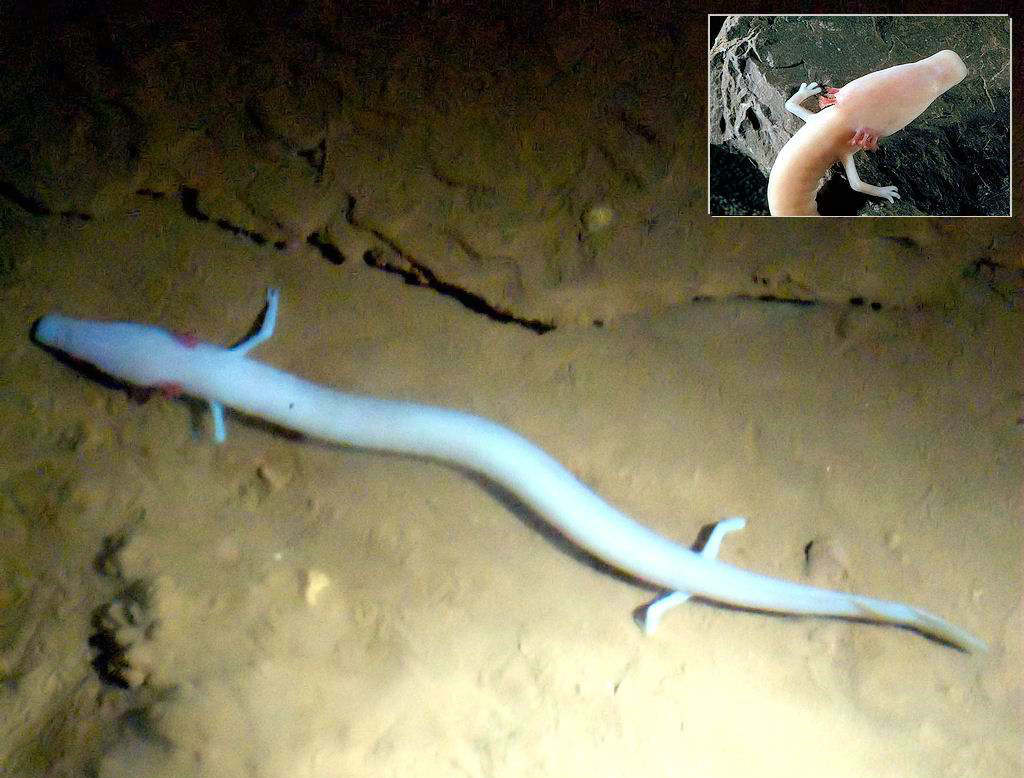 男子钓鱼时发现一条野生娃娃鱼,男子河边钓到娃娃鱼