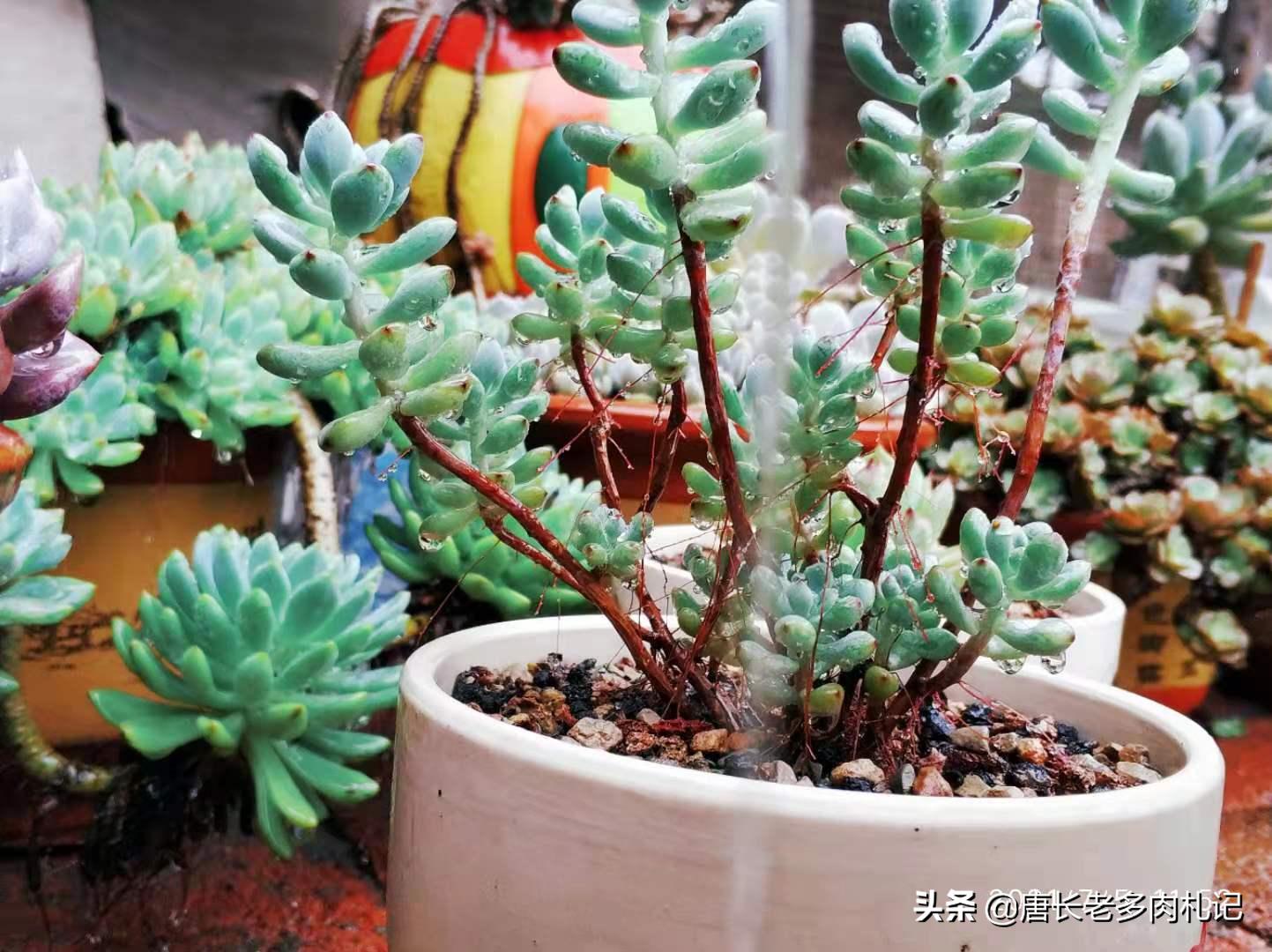 都说多肉漫画汤姆很娇气，我偏偏就不信，夏天也要丢在外面全露养