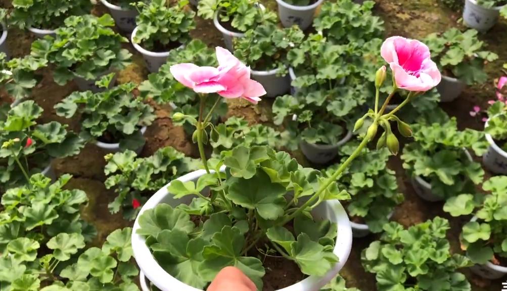 老奶奶种天竺葵,天竺葵大棵老桩