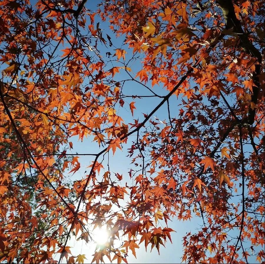 上海最美秋景,上海哪些公园可以拍秋景