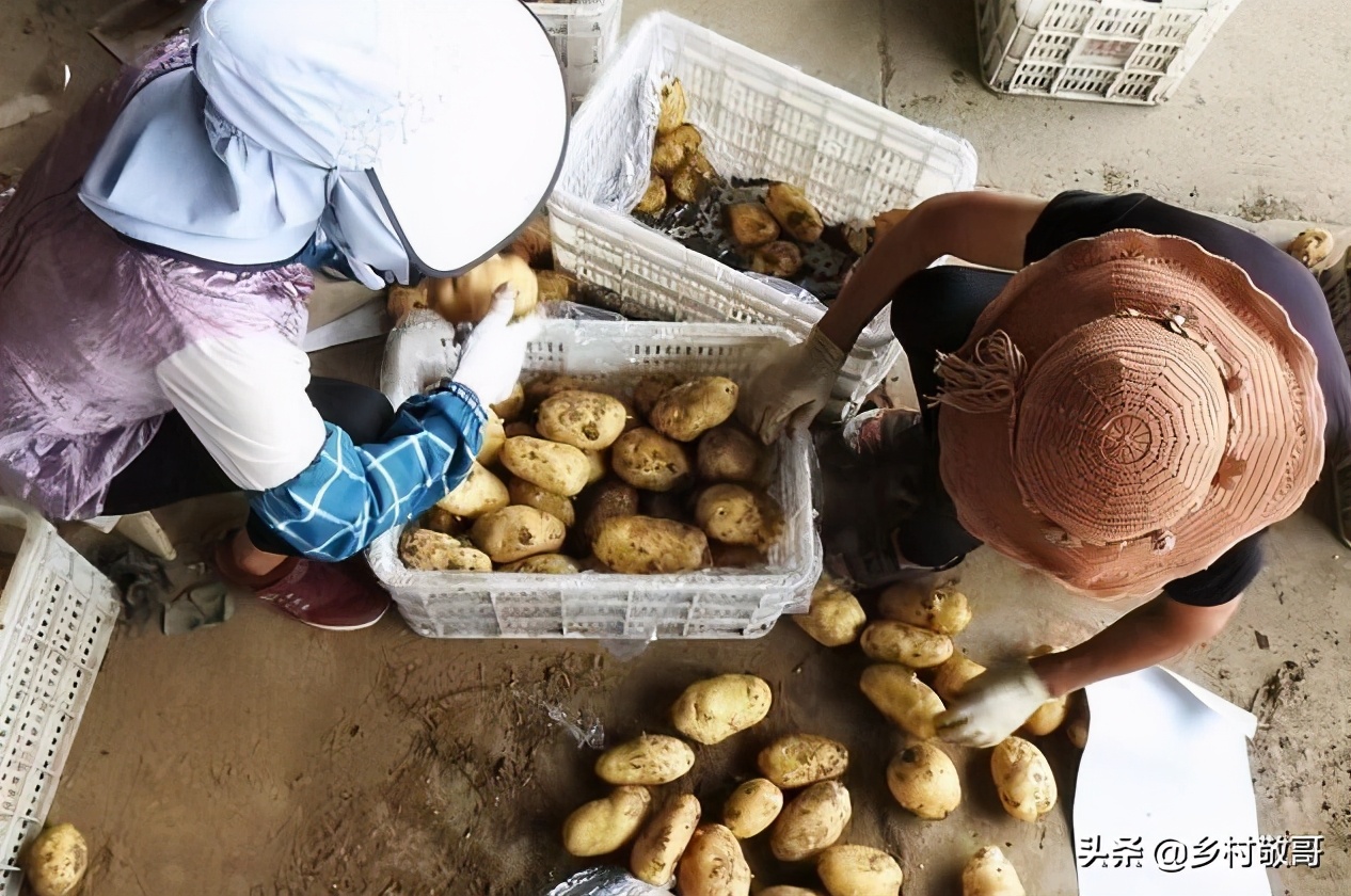 30万斤滞销卖不动怎么办,30万斤滞销不出去怎么办