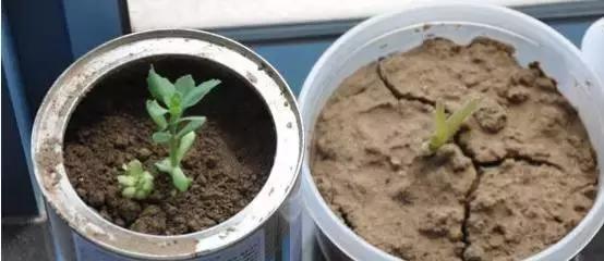 茶花酸性土壤自制小妙招,茶花太阳花茉莉栀子花的简单养法