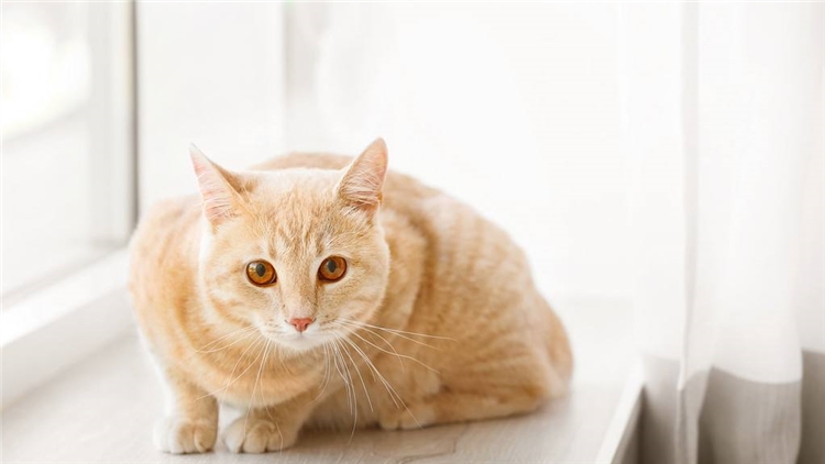 猫咪的眼屎该怎么处理,猫咪有眼屎的原因和处理方法