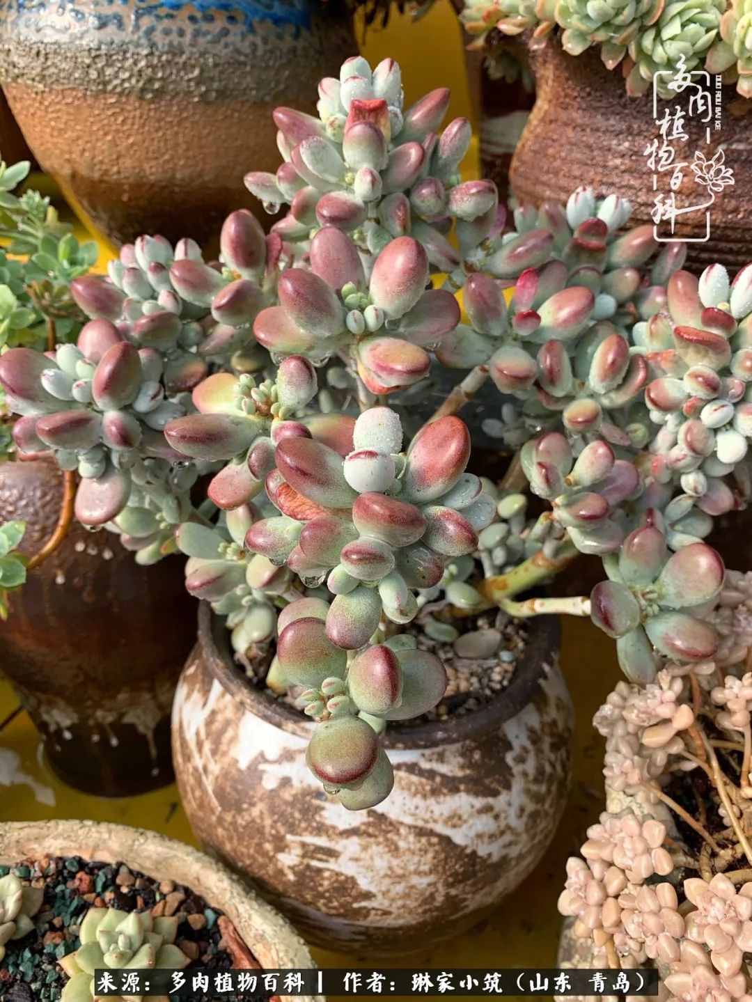 多肉冬季搬进屋里前需要浇水么,多肉过冬