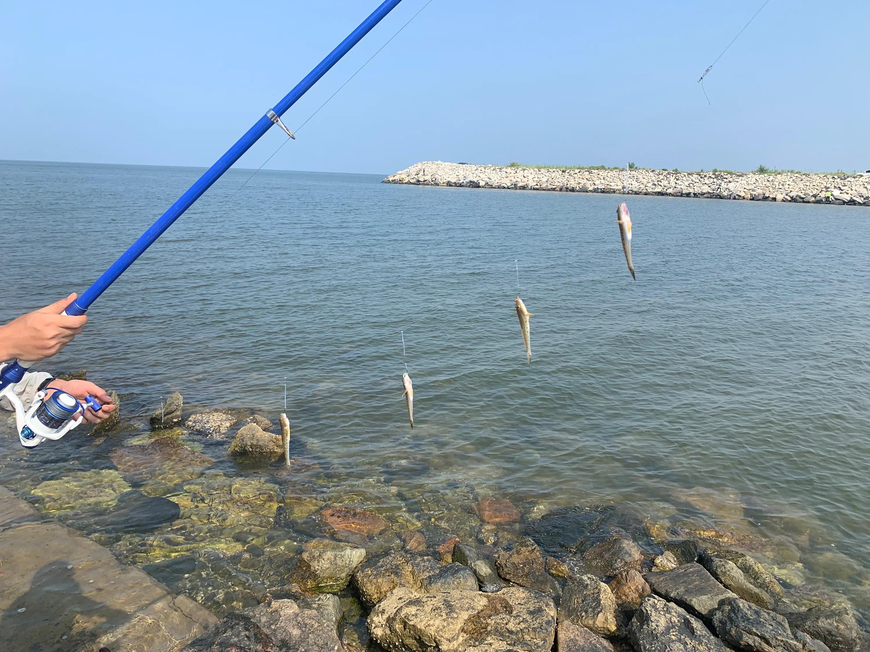 潍坊北海发现鬼头刀鱼是咋回事,潍坊北海鬼头刀