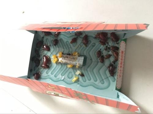 家里有小孩能用蟑螂药灭蟑螂吗,灭蟑螂最好的蟑螂药是哪种