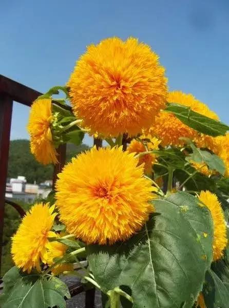 这10种花不怕晒,这3种花不能懒着养