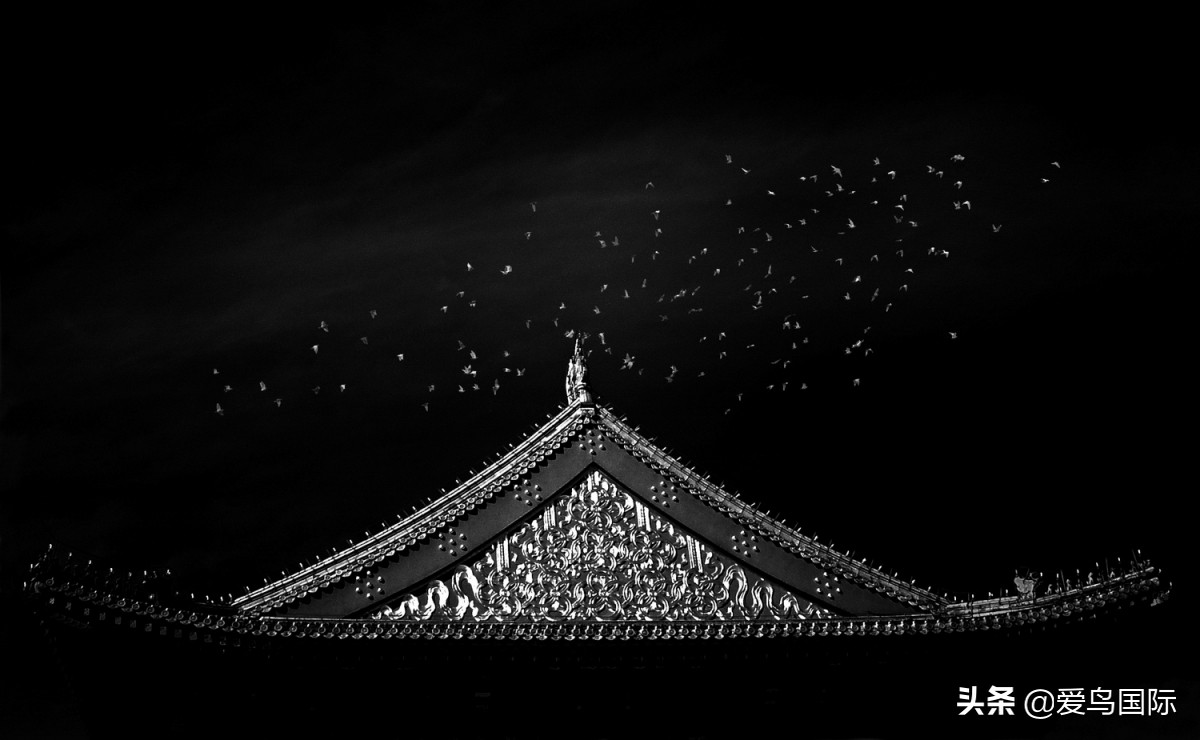 观鸟大年,观鸟作品100幅