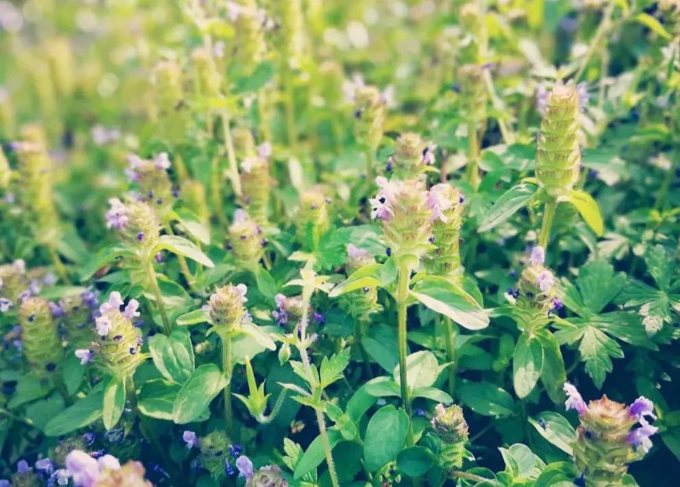 中草药各种花科普,花类的中草药有哪些