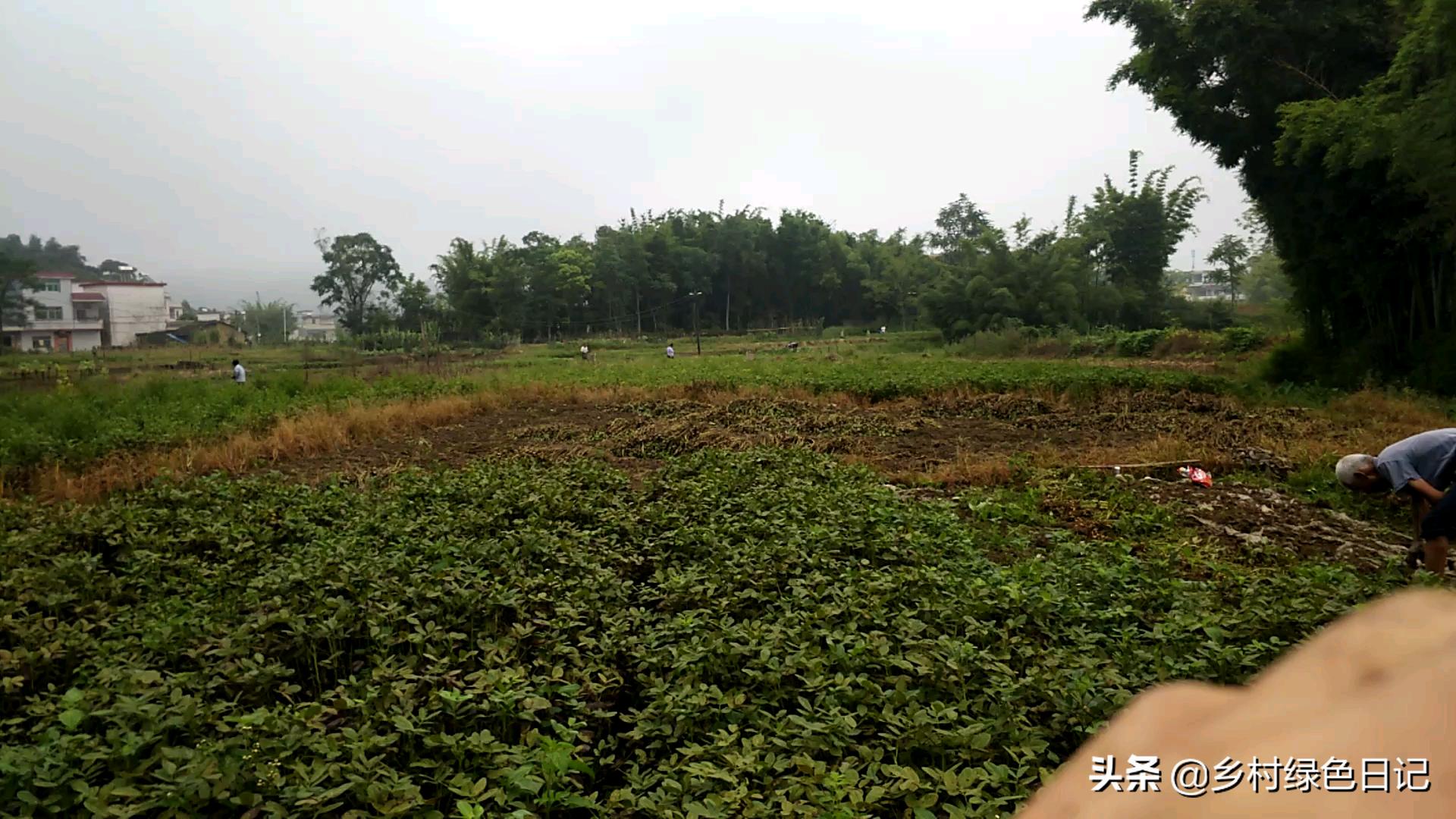 农民花生收获的季节,农民收获花生场景